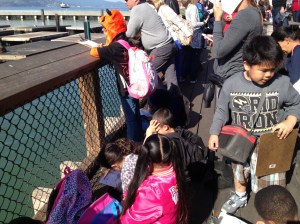 Students observing sea lion behavior for a project about marine life.