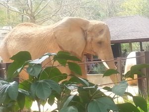 Project Photo, Full Steam Ahead