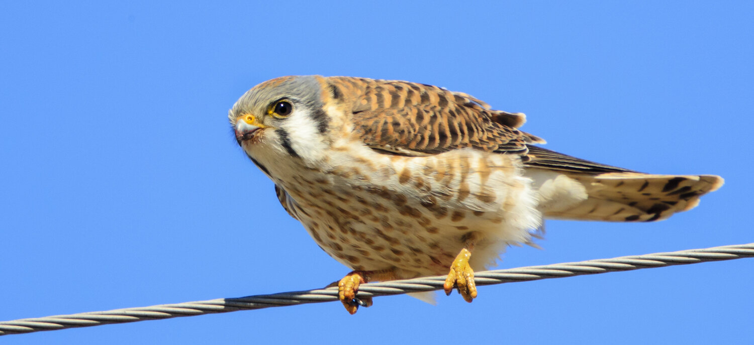 American Kestral