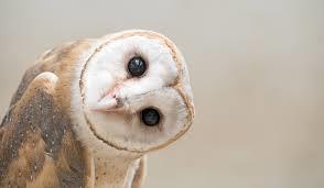 Barn Owl from Field Journal 