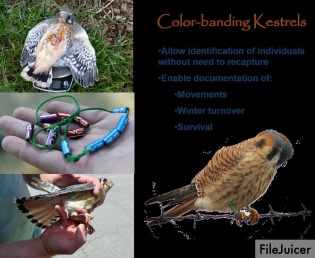 Students learned to color band kestrals to allow for identification and documentation, project photo