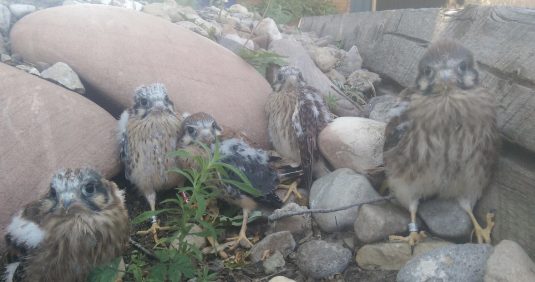 American Kestral, project photo